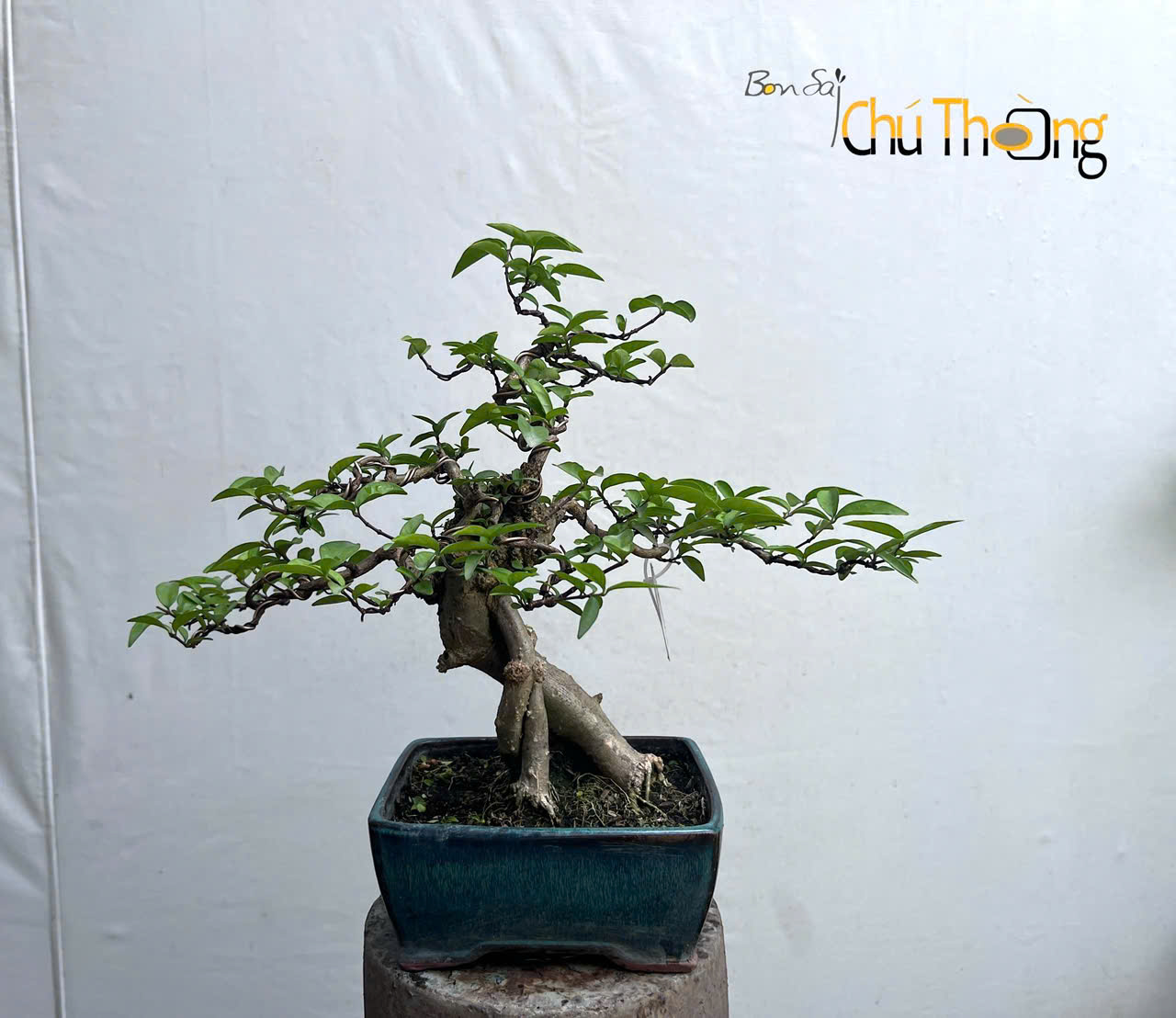 HỘ KINH DOANH BONSAI CHÚ THOÒNG