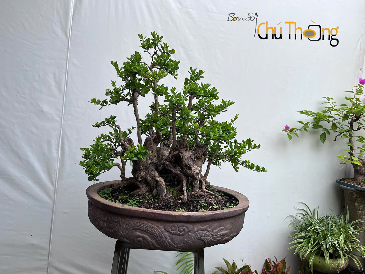 HỘ KINH DOANH BONSAI CHÚ THOÒNG