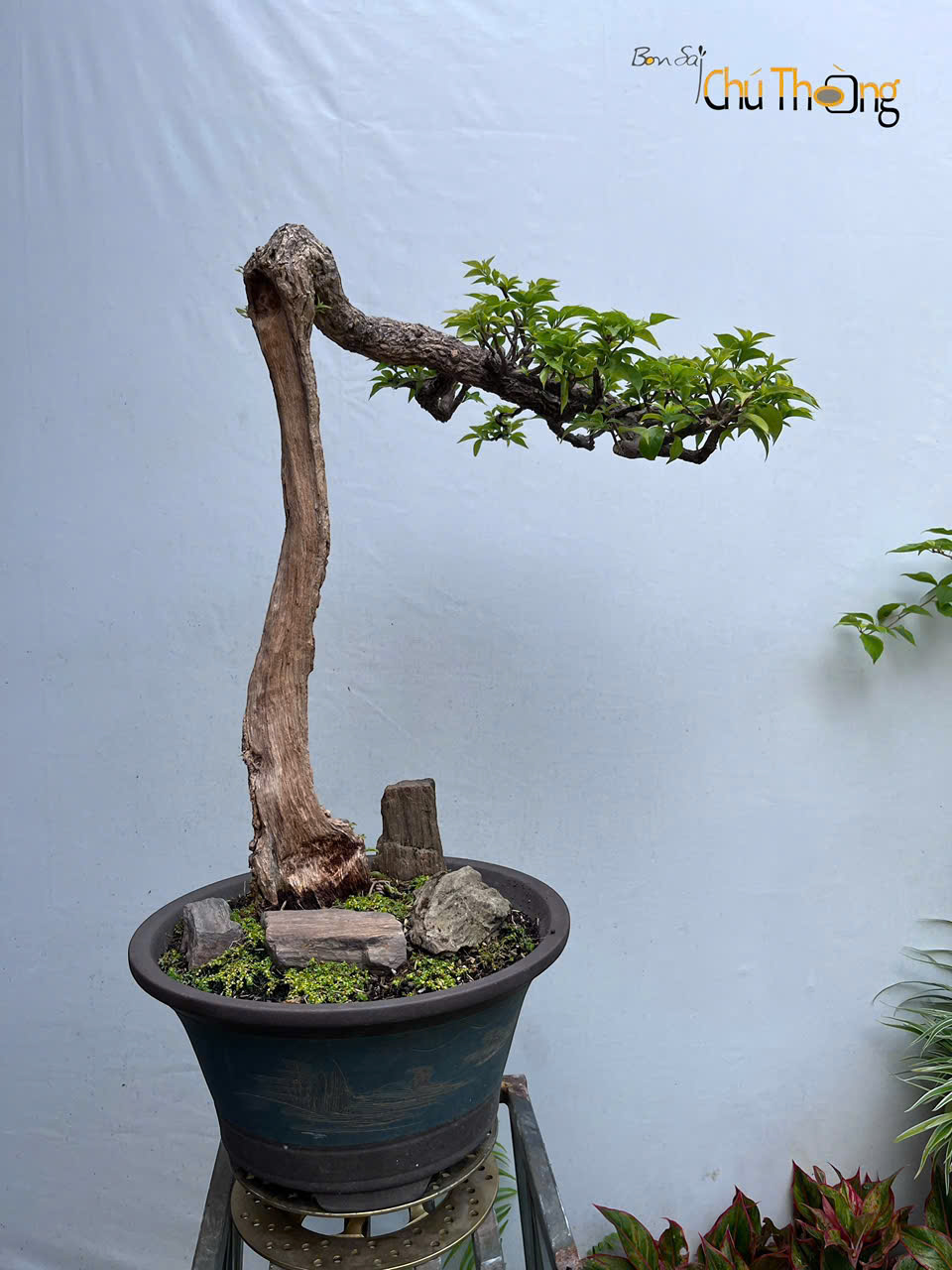 HỘ KINH DOANH BONSAI CHÚ THOÒNG