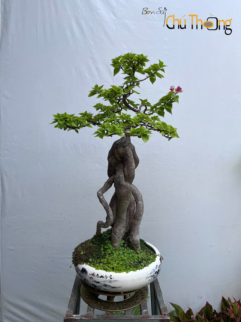 HỘ KINH DOANH BONSAI CHÚ THOÒNG