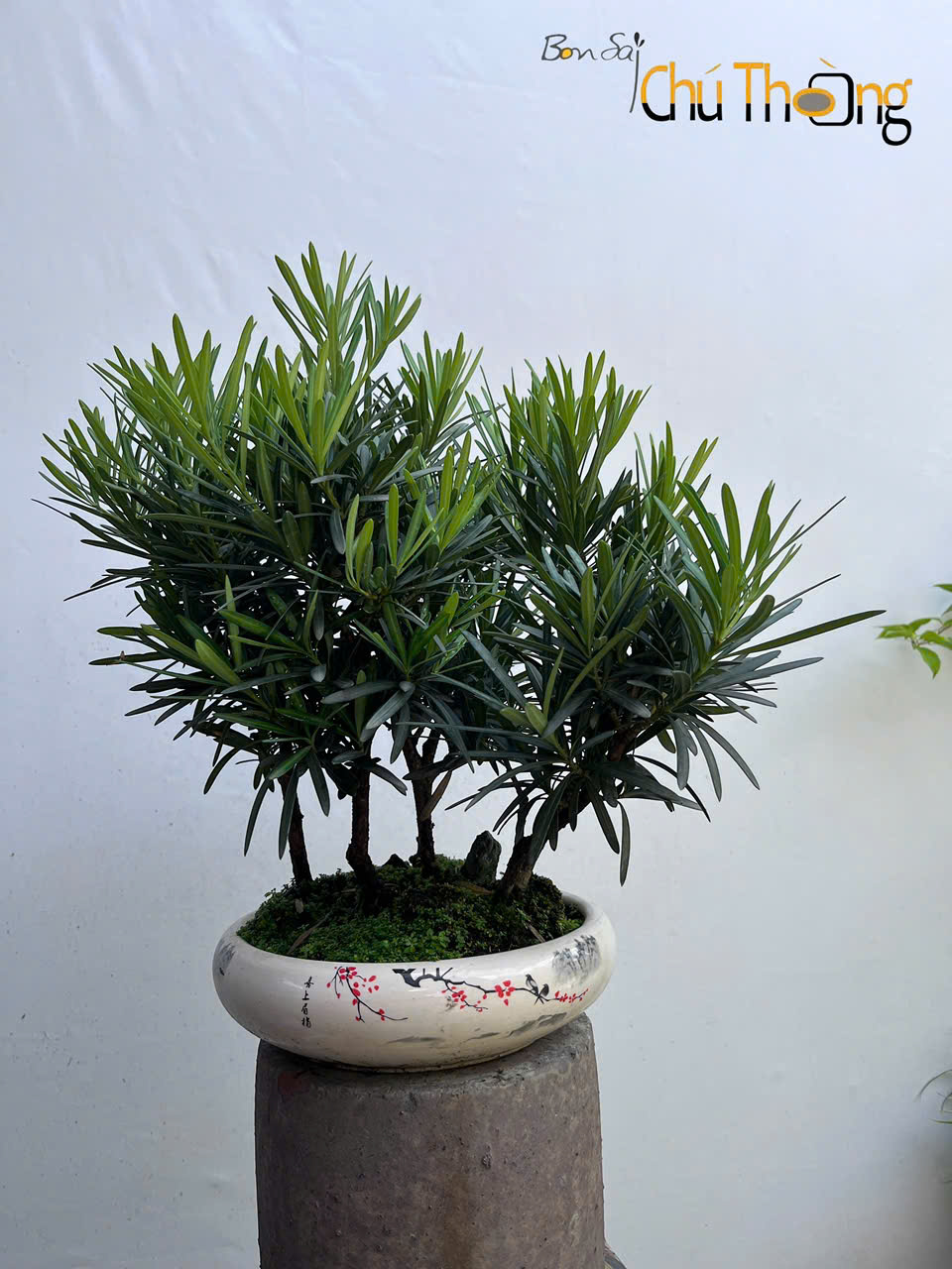 HỘ KINH DOANH BONSAI CHÚ THOÒNG