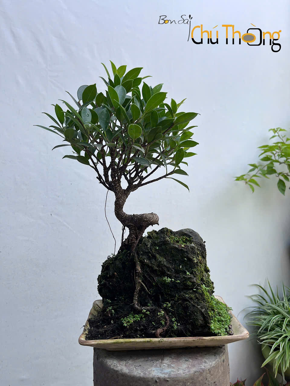 HỘ KINH DOANH BONSAI CHÚ THOÒNG