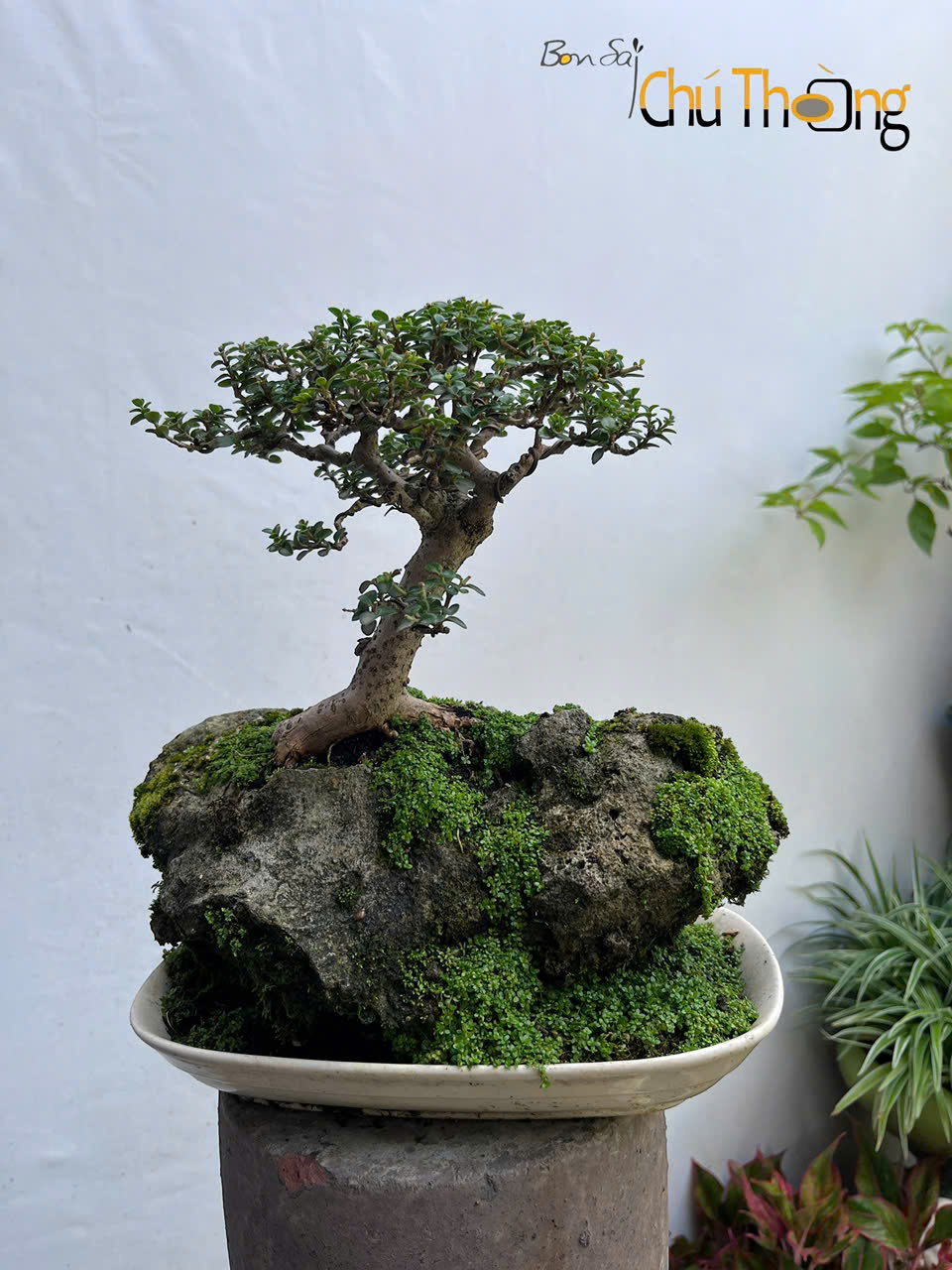 HỘ KINH DOANH BONSAI CHÚ THOÒNG