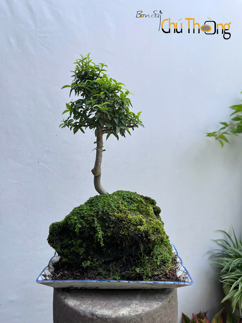 HỘ KINH DOANH BONSAI CHÚ THOÒNG