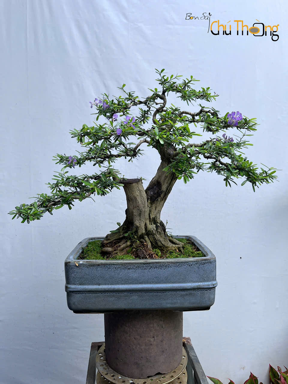HỘ KINH DOANH BONSAI CHÚ THOÒNG