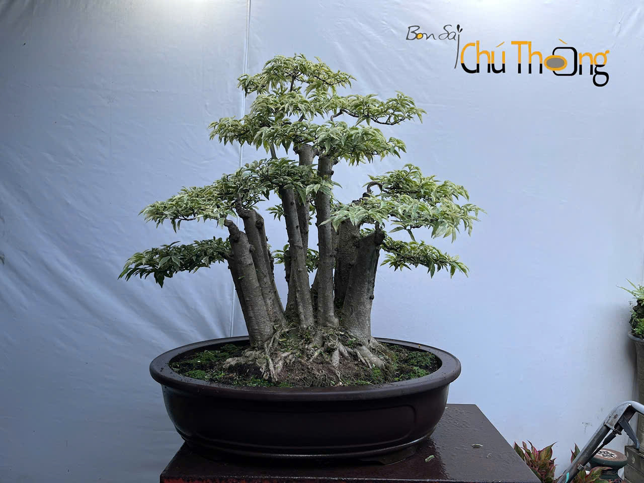 HỘ KINH DOANH BONSAI CHÚ THOÒNG