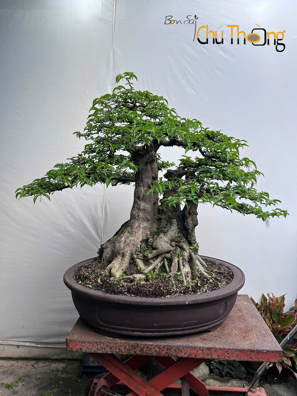 HỘ KINH DOANH BONSAI CHÚ THOÒNG