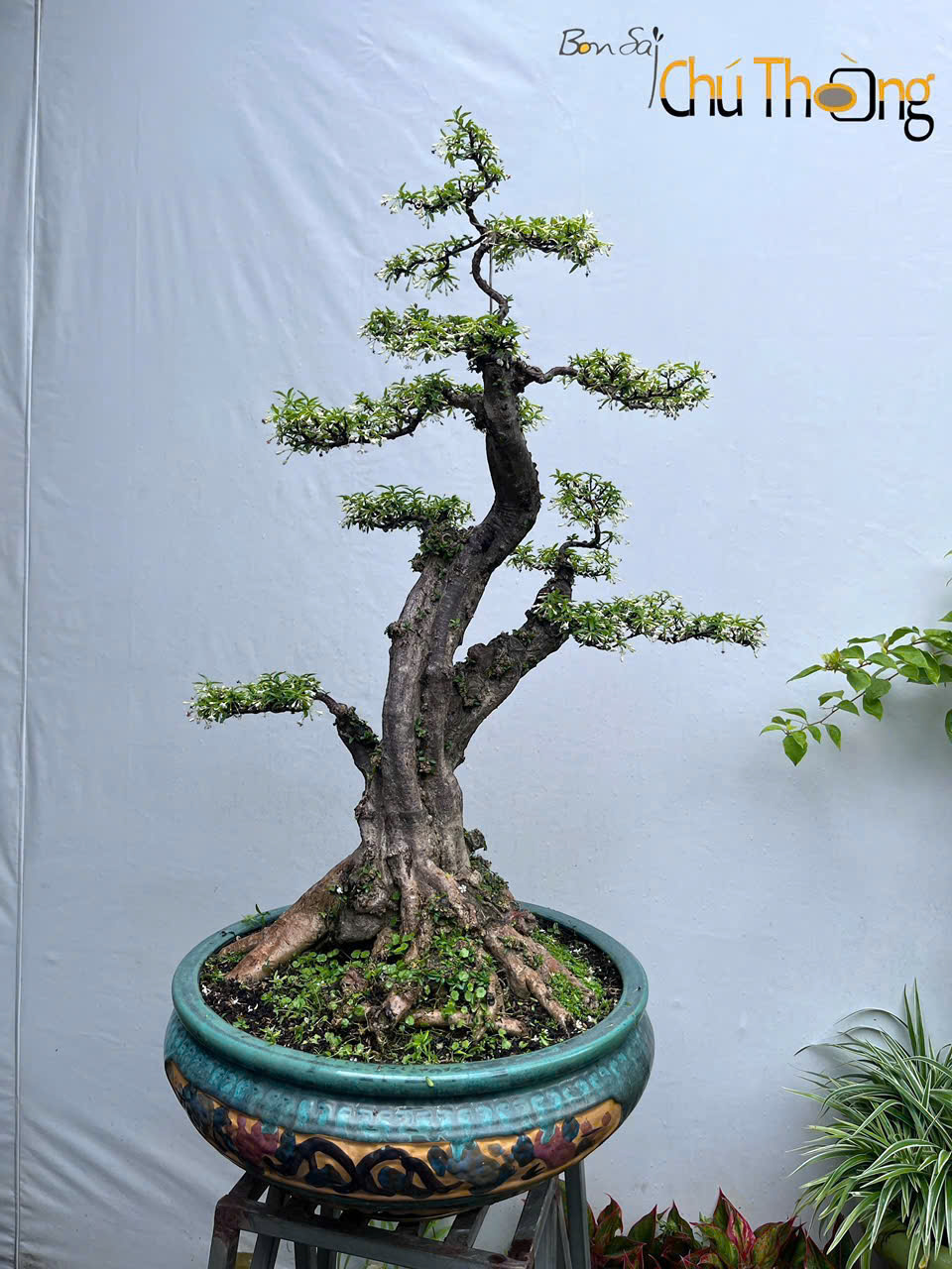 HỘ KINH DOANH BONSAI CHÚ THOÒNG