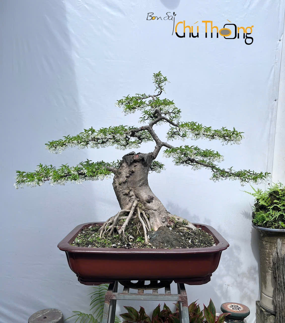 HỘ KINH DOANH BONSAI CHÚ THOÒNG