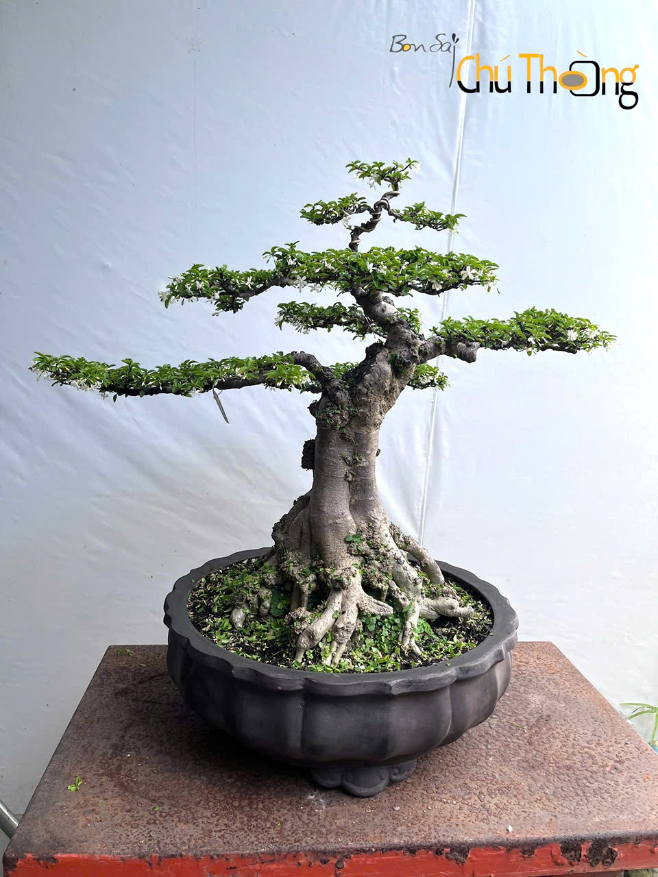 HỘ KINH DOANH BONSAI CHÚ THOÒNG