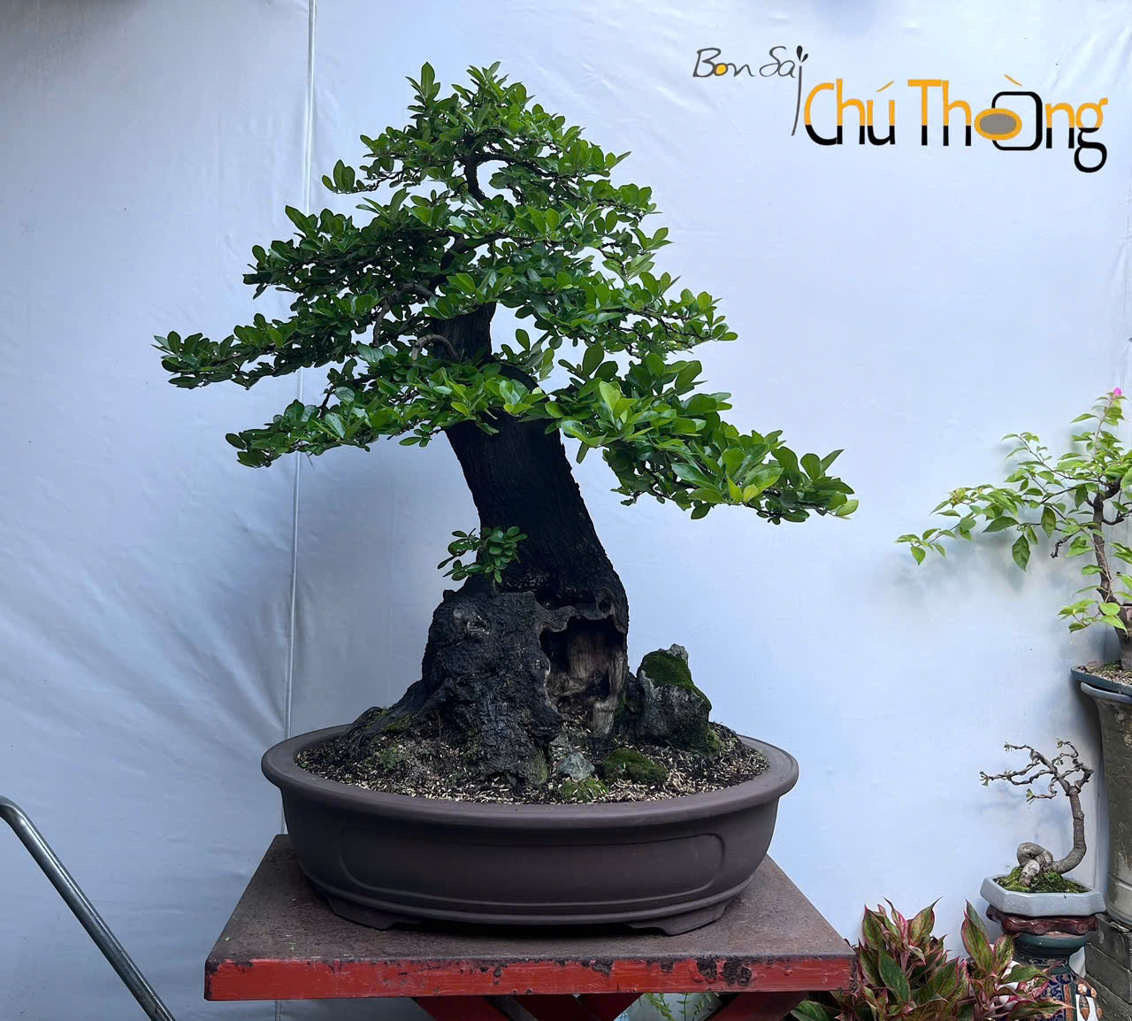 HỘ KINH DOANH BONSAI CHÚ THOÒNG