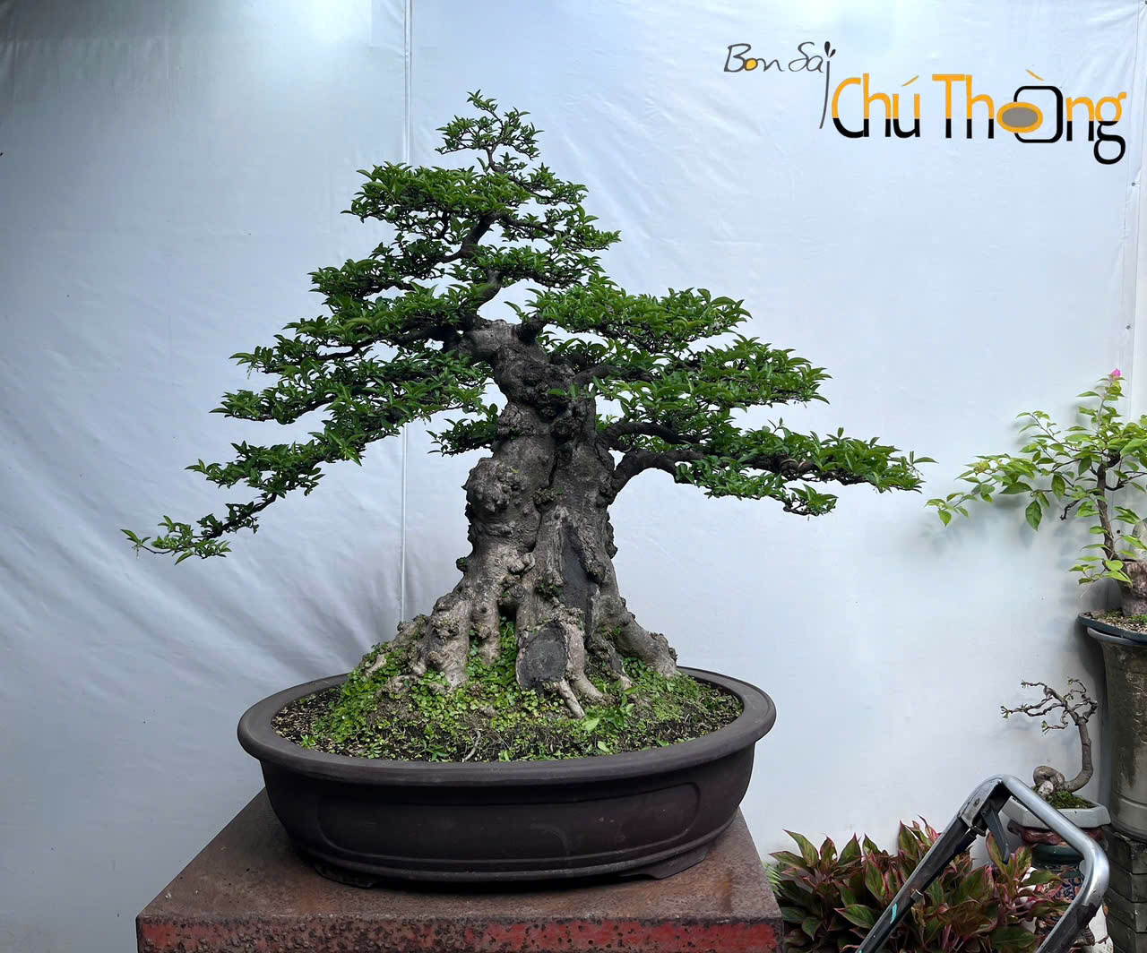 HỘ KINH DOANH BONSAI CHÚ THOÒNG