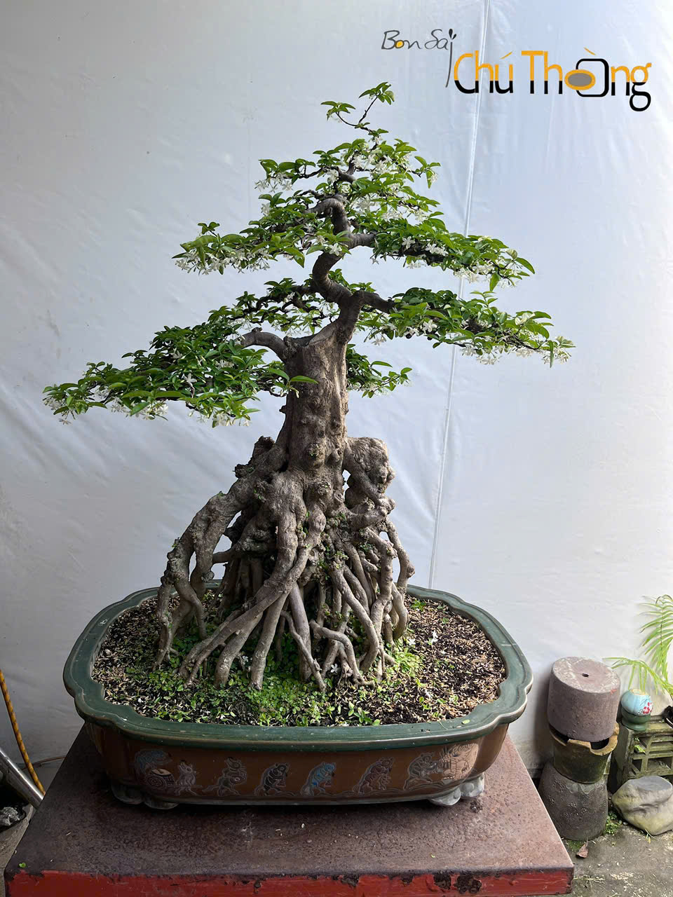 HỘ KINH DOANH BONSAI CHÚ THOÒNG