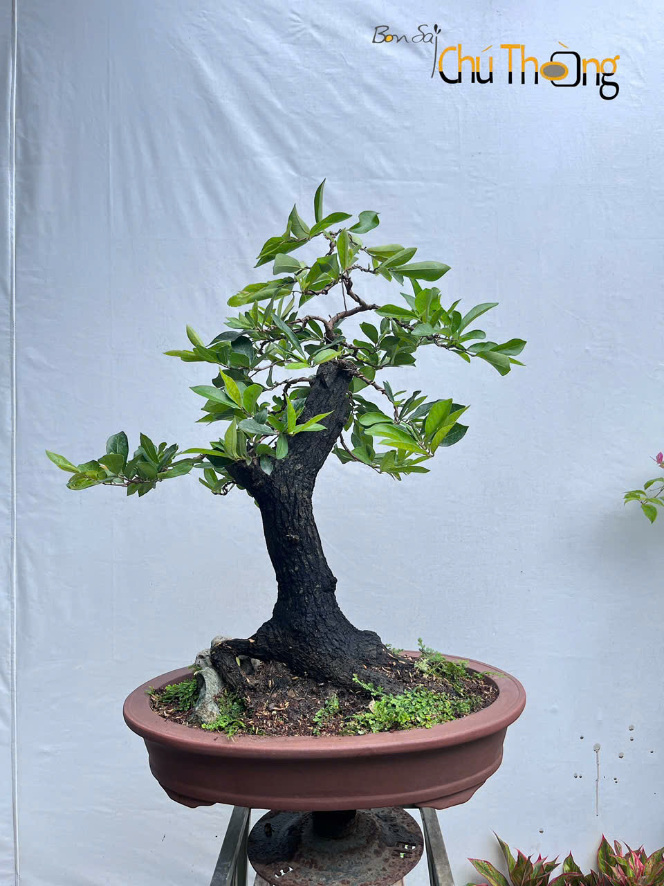HỘ KINH DOANH BONSAI CHÚ THOÒNG