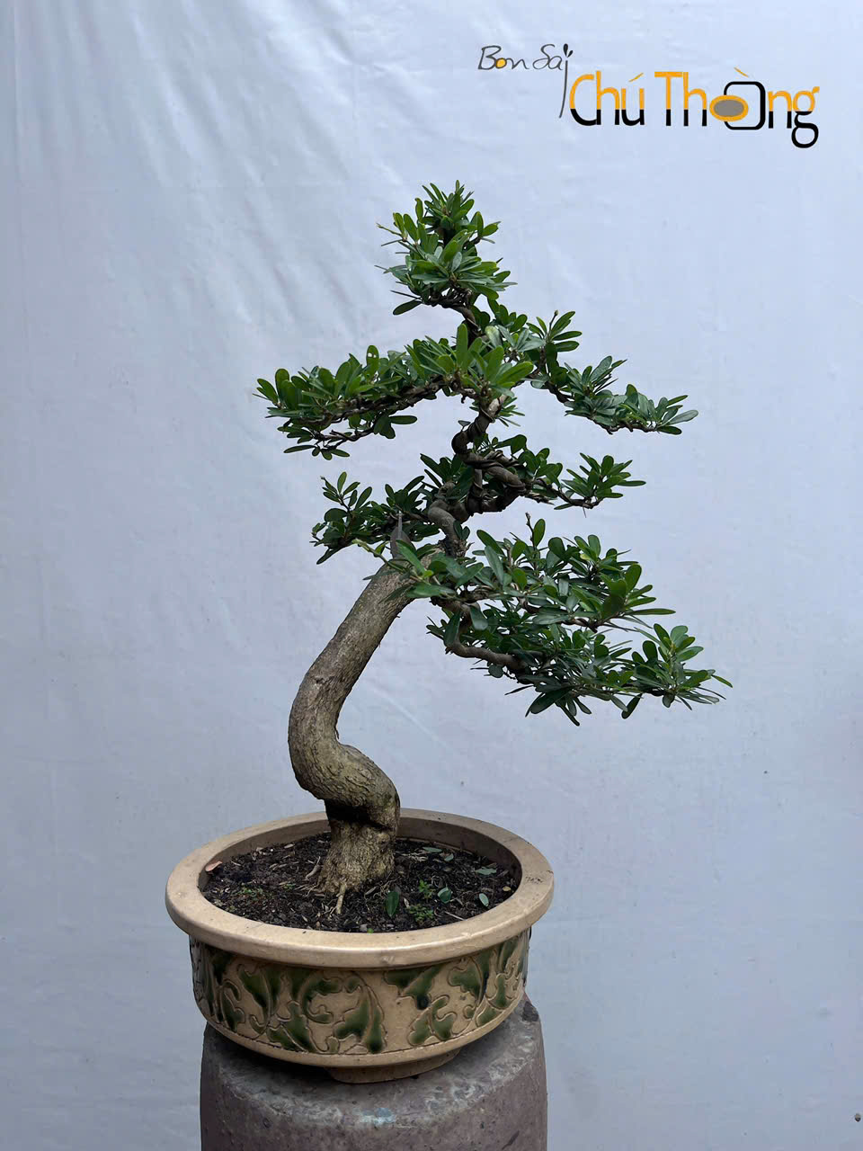 HỘ KINH DOANH BONSAI CHÚ THOÒNG