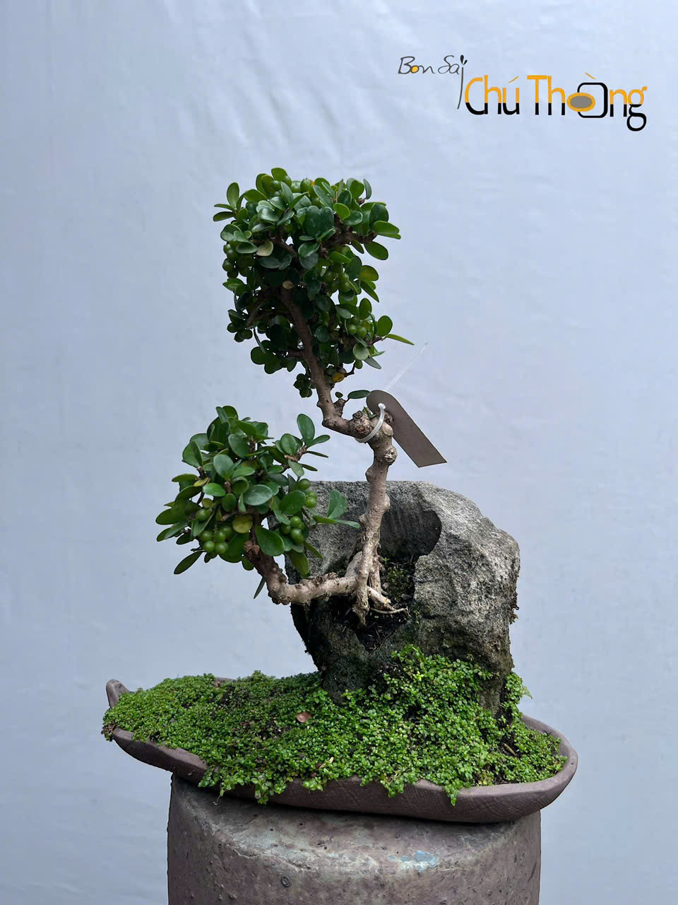 HỘ KINH DOANH BONSAI CHÚ THOÒNG