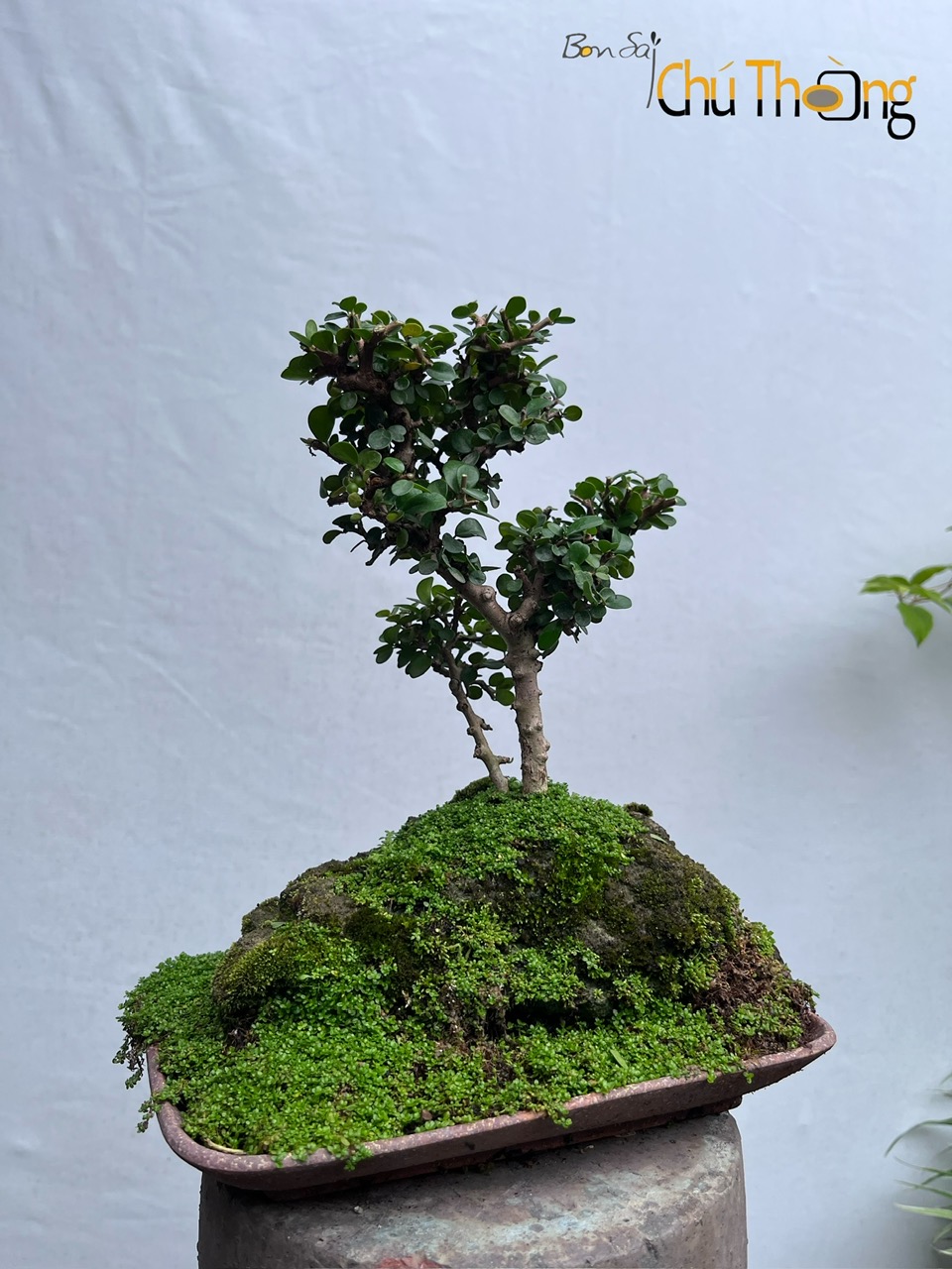HỘ KINH DOANH BONSAI CHÚ THOÒNG