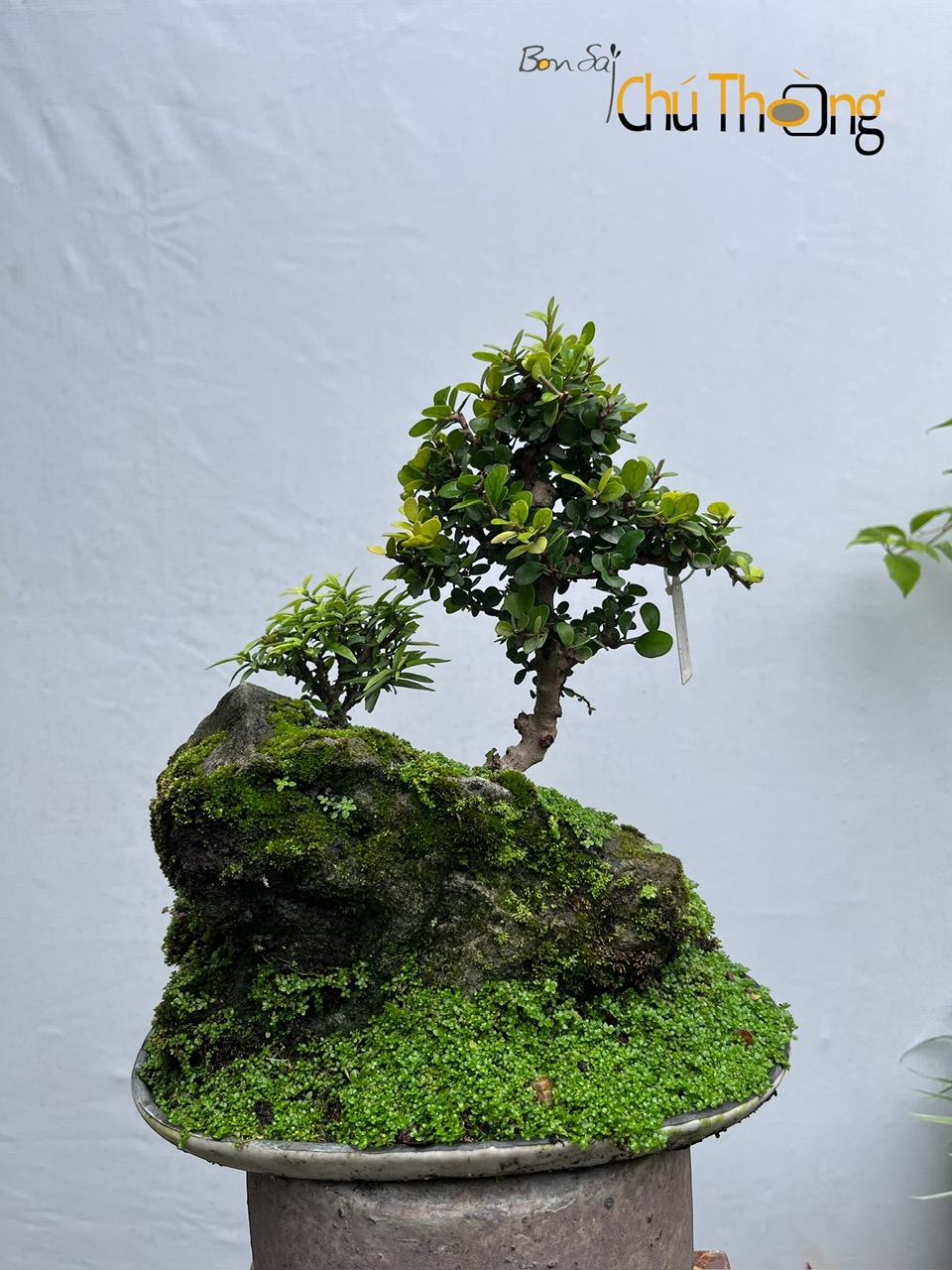 HỘ KINH DOANH BONSAI CHÚ THOÒNG