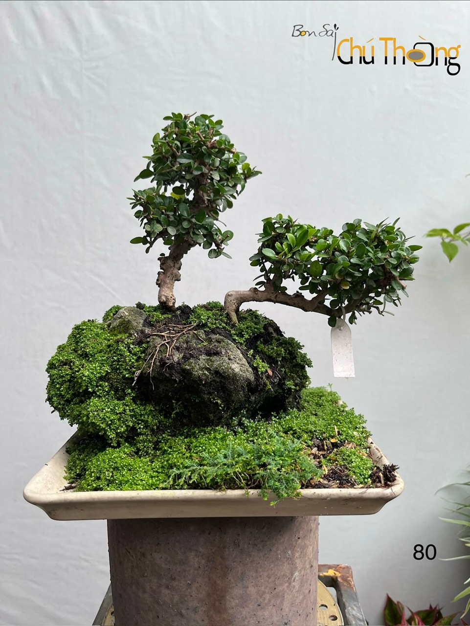 HỘ KINH DOANH BONSAI CHÚ THOÒNG
