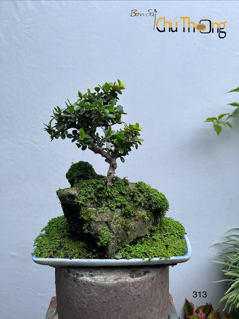 HỘ KINH DOANH BONSAI CHÚ THOÒNG