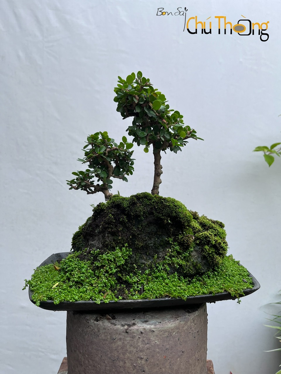 HỘ KINH DOANH BONSAI CHÚ THOÒNG