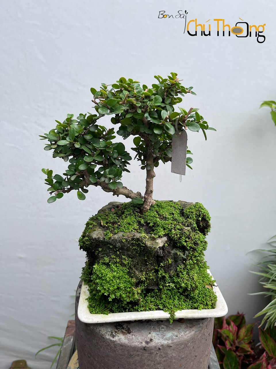 HỘ KINH DOANH BONSAI CHÚ THOÒNG