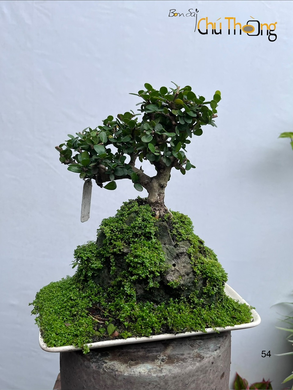 HỘ KINH DOANH BONSAI CHÚ THOÒNG