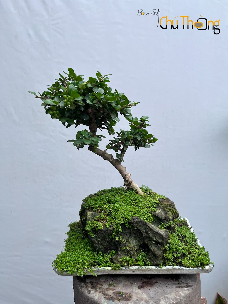 HỘ KINH DOANH BONSAI CHÚ THOÒNG