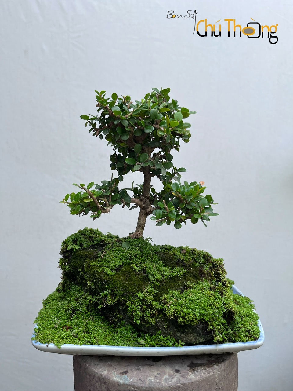 HỘ KINH DOANH BONSAI CHÚ THOÒNG