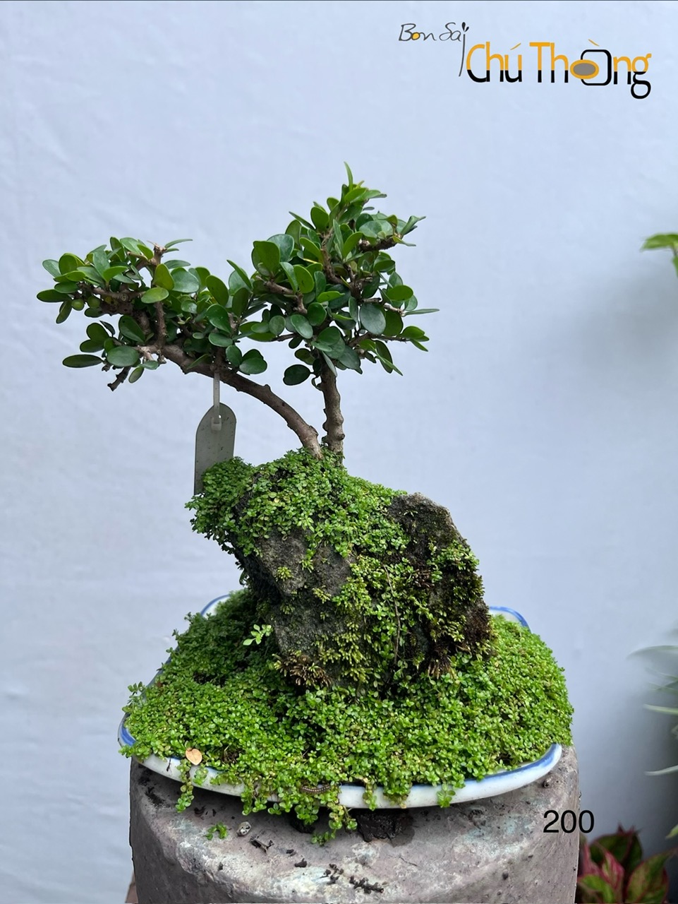 HỘ KINH DOANH BONSAI CHÚ THOÒNG