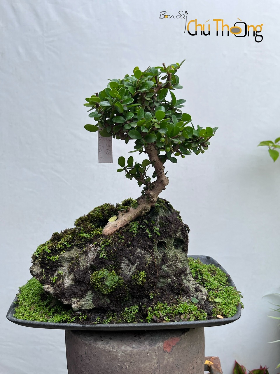 HỘ KINH DOANH BONSAI CHÚ THOÒNG