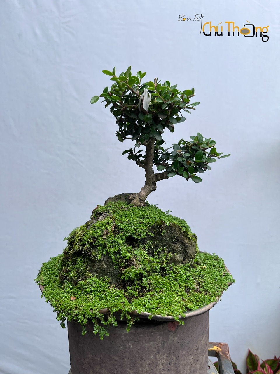 HỘ KINH DOANH BONSAI CHÚ THOÒNG