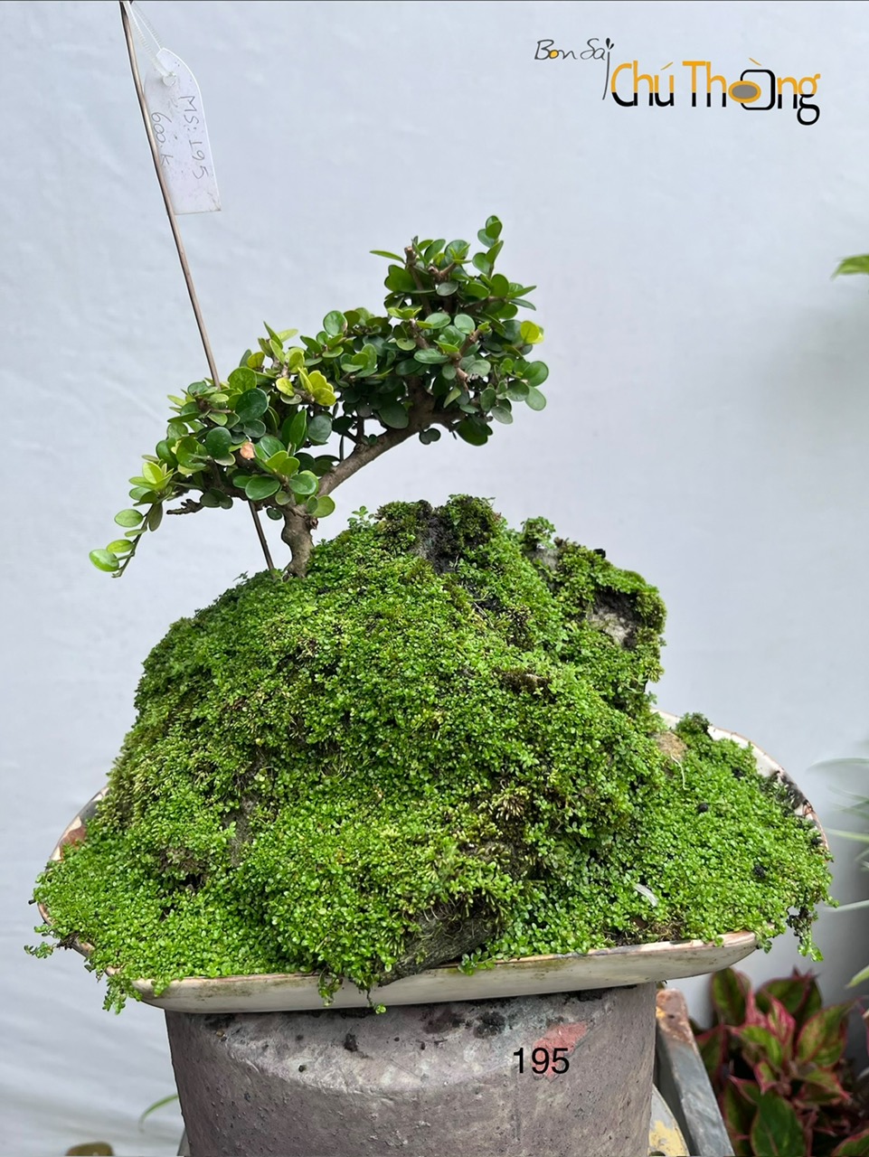 HỘ KINH DOANH BONSAI CHÚ THOÒNG