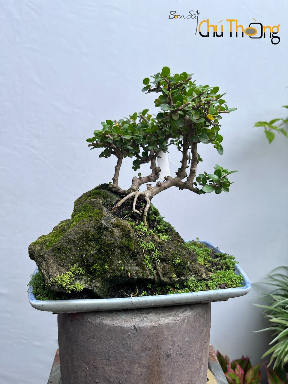 HỘ KINH DOANH BONSAI CHÚ THOÒNG