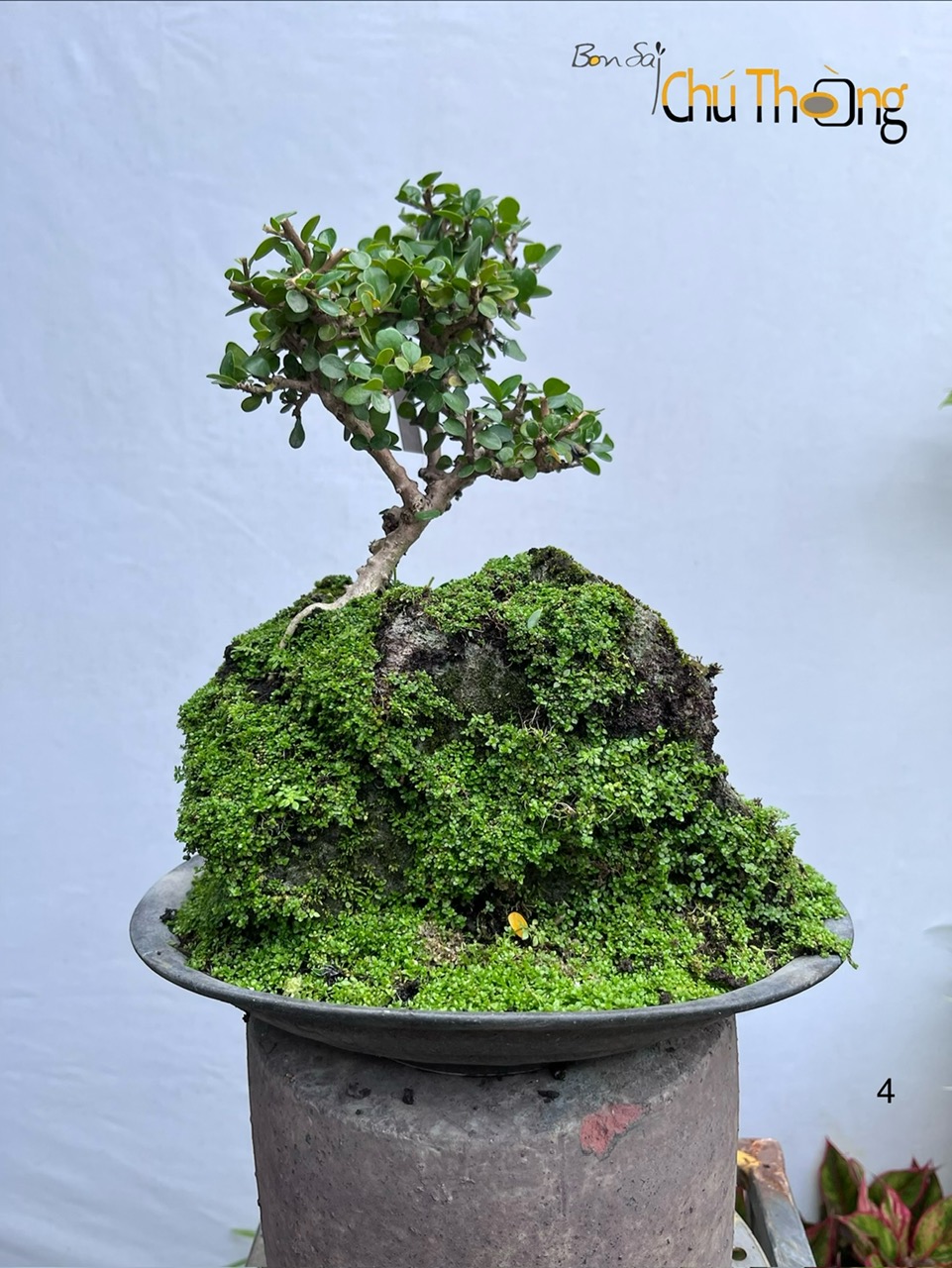HỘ KINH DOANH BONSAI CHÚ THOÒNG