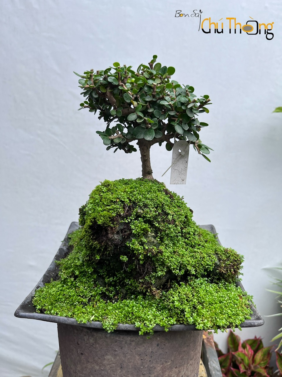 HỘ KINH DOANH BONSAI CHÚ THOÒNG