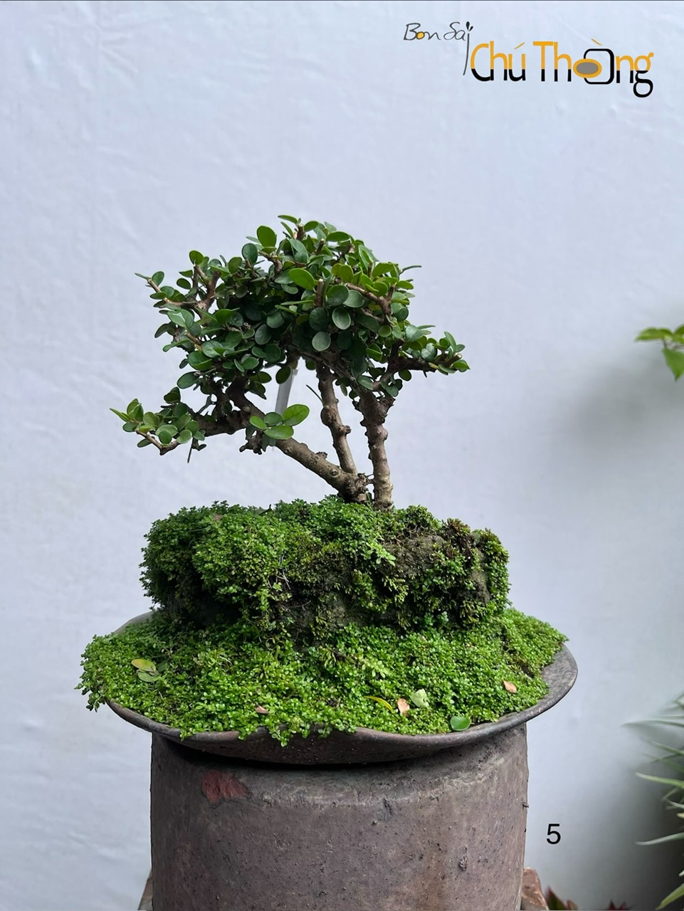 HỘ KINH DOANH BONSAI CHÚ THOÒNG
