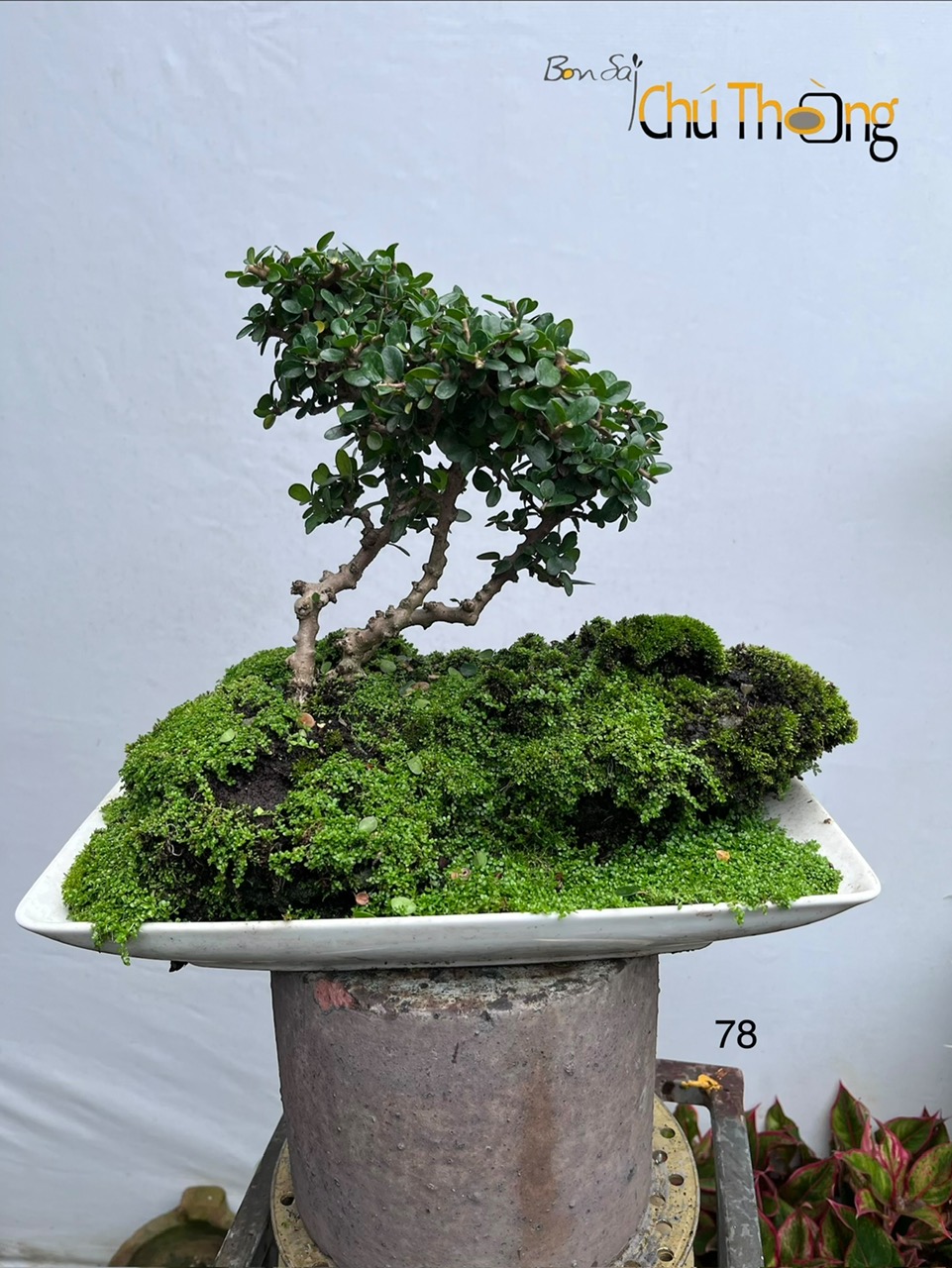HỘ KINH DOANH BONSAI CHÚ THOÒNG
