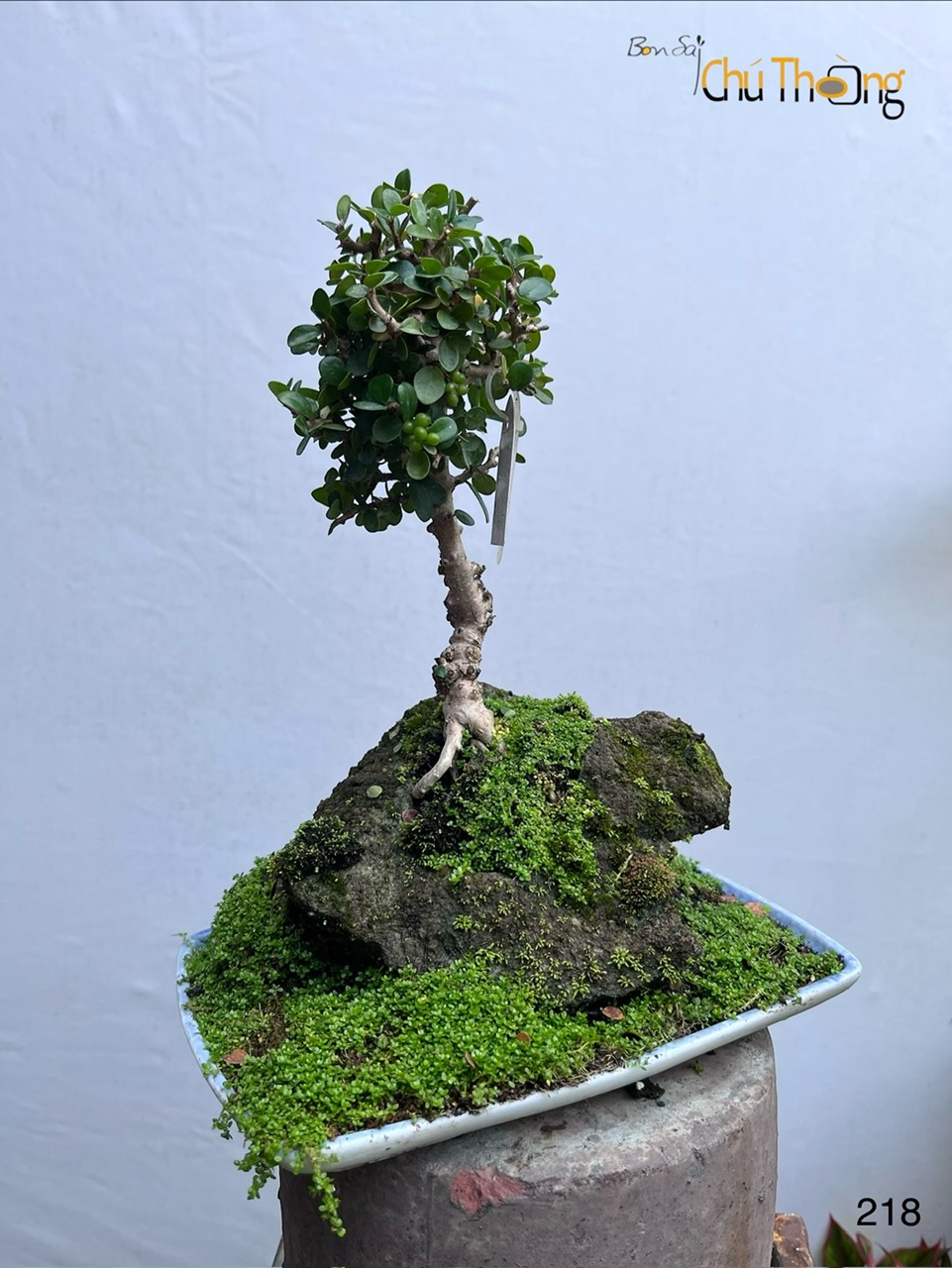 HỘ KINH DOANH BONSAI CHÚ THOÒNG