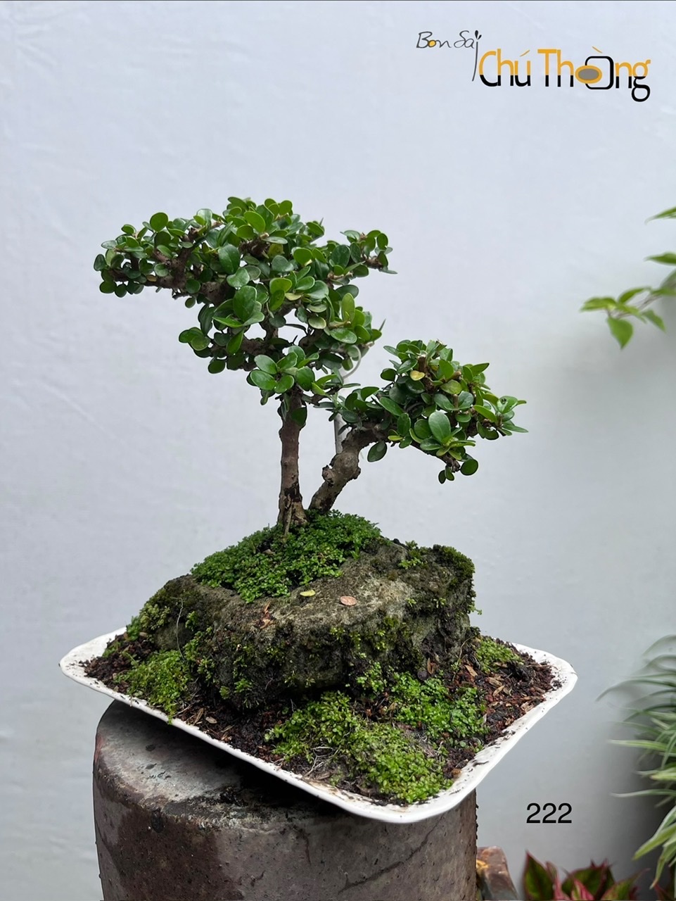 HỘ KINH DOANH BONSAI CHÚ THOÒNG