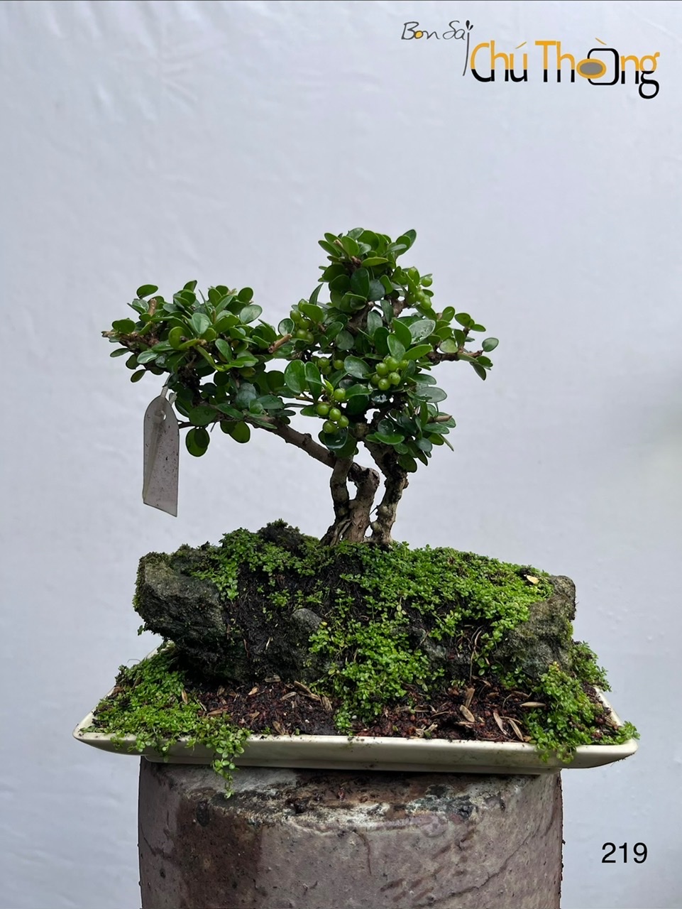 HỘ KINH DOANH BONSAI CHÚ THOÒNG