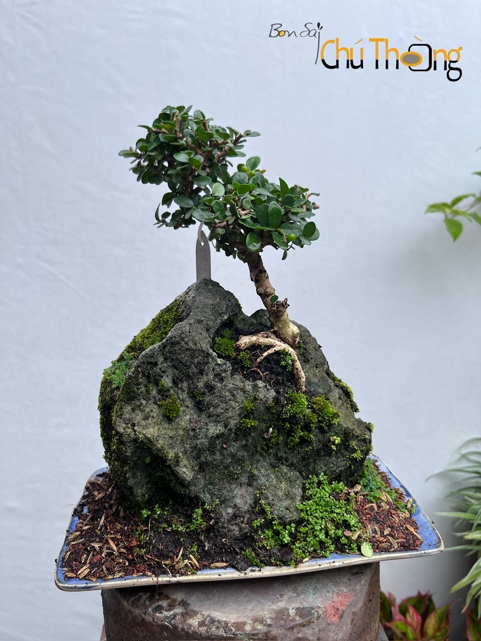 HỘ KINH DOANH BONSAI CHÚ THOÒNG