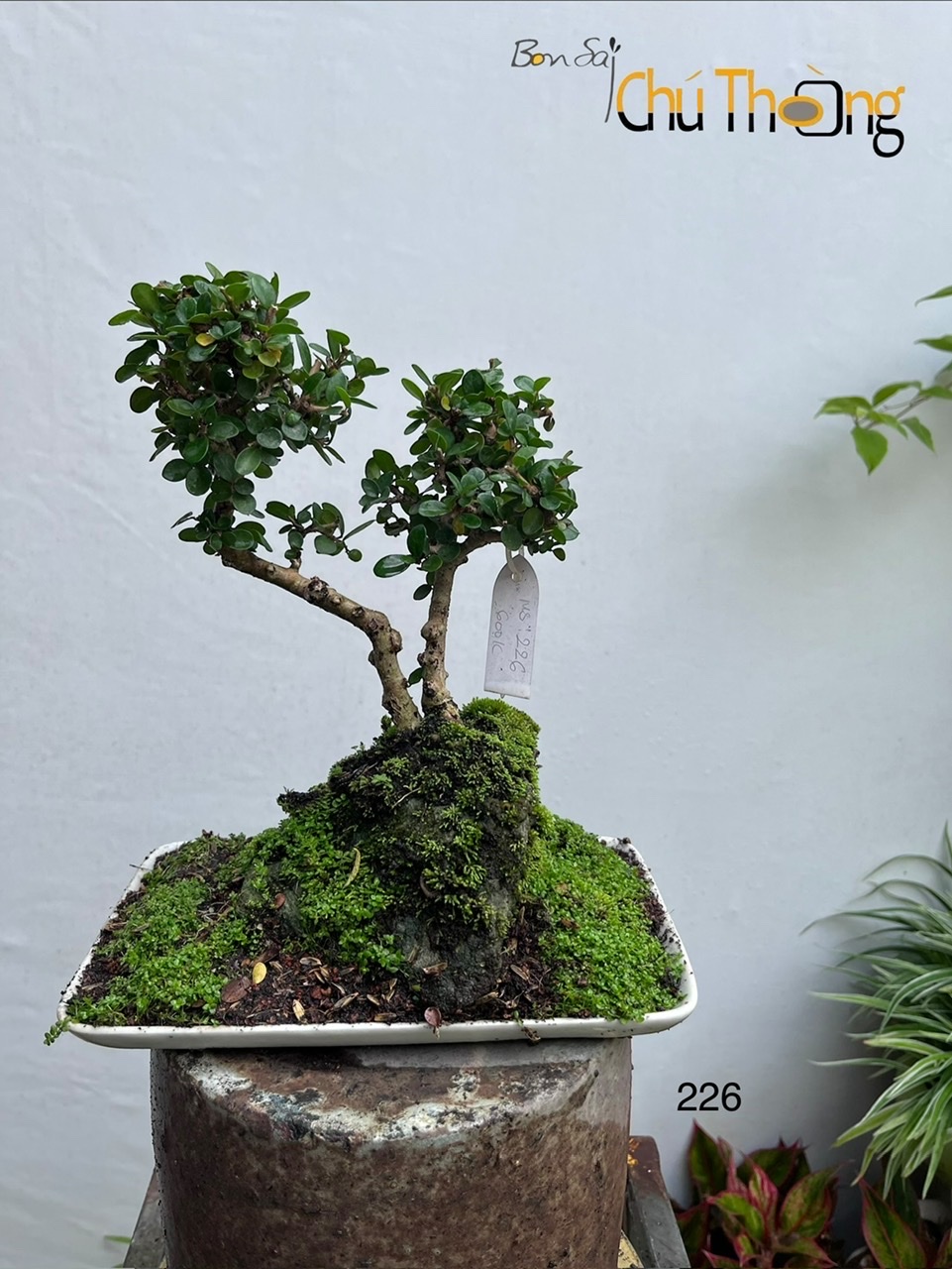 HỘ KINH DOANH BONSAI CHÚ THOÒNG