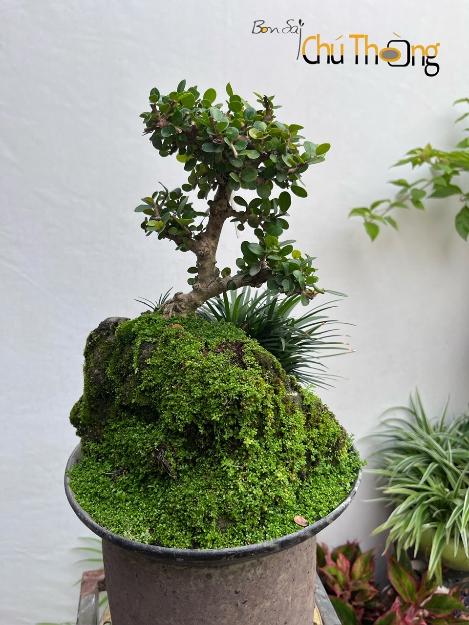HỘ KINH DOANH BONSAI CHÚ THOÒNG