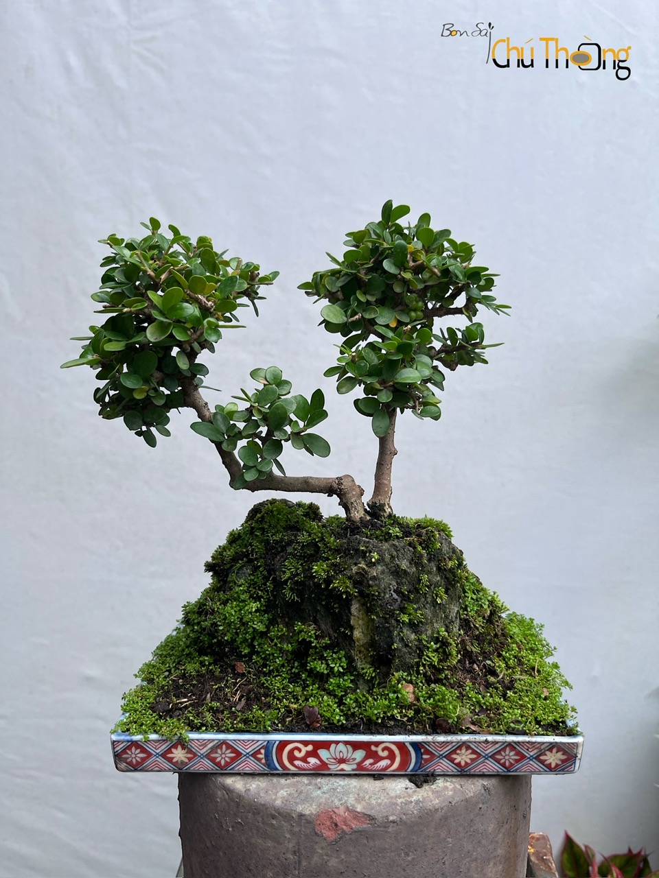 HỘ KINH DOANH BONSAI CHÚ THOÒNG