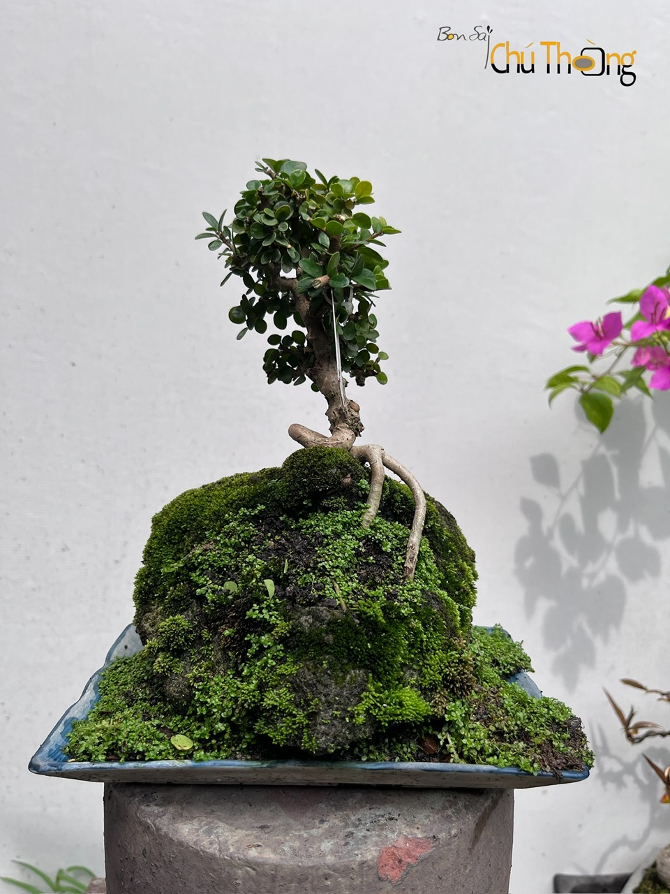 HỘ KINH DOANH BONSAI CHÚ THOÒNG