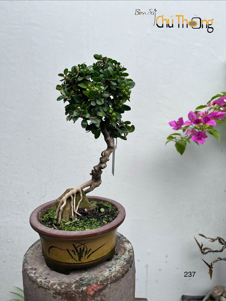 HỘ KINH DOANH BONSAI CHÚ THOÒNG