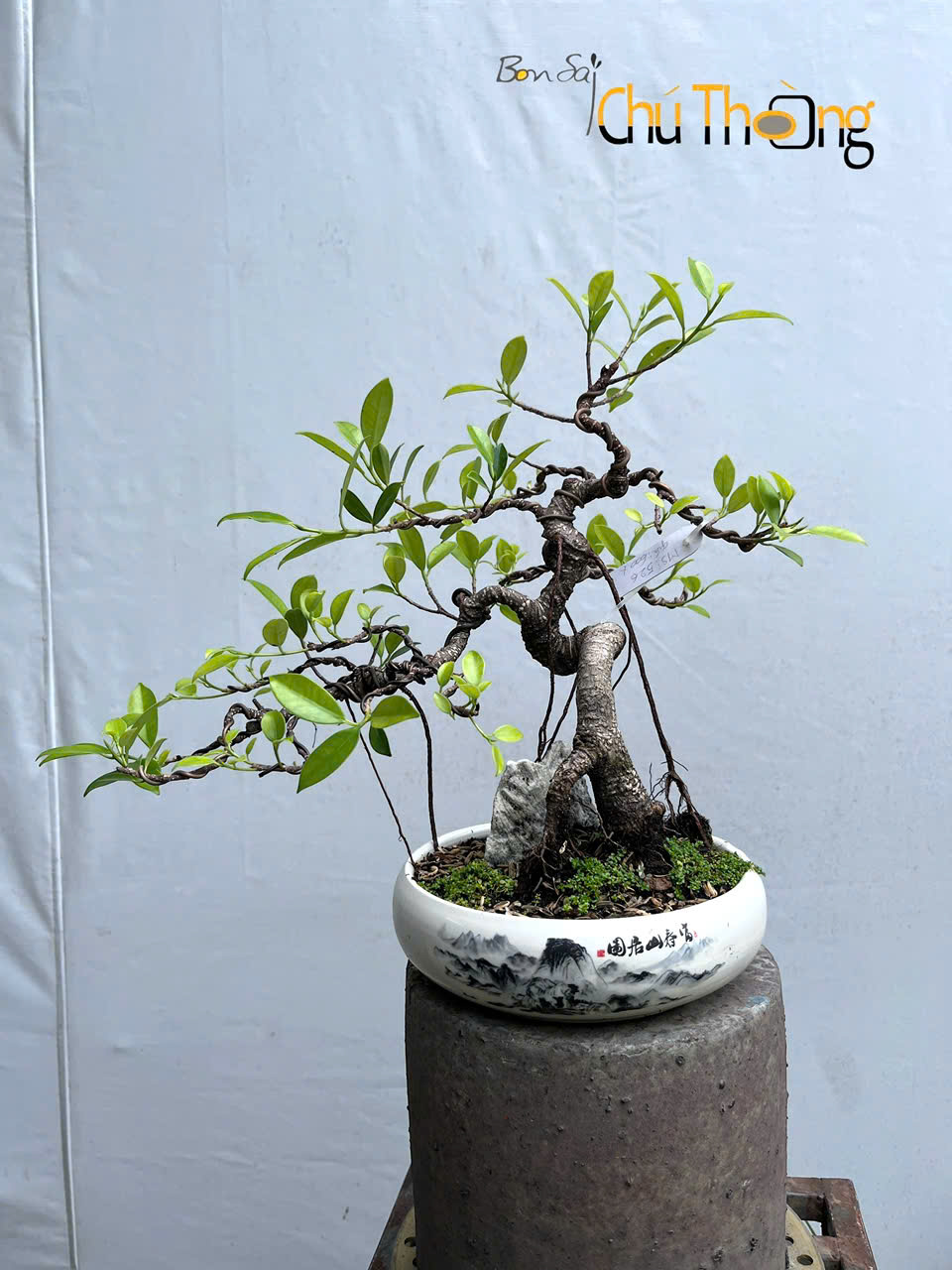 HỘ KINH DOANH BONSAI CHÚ THOÒNG