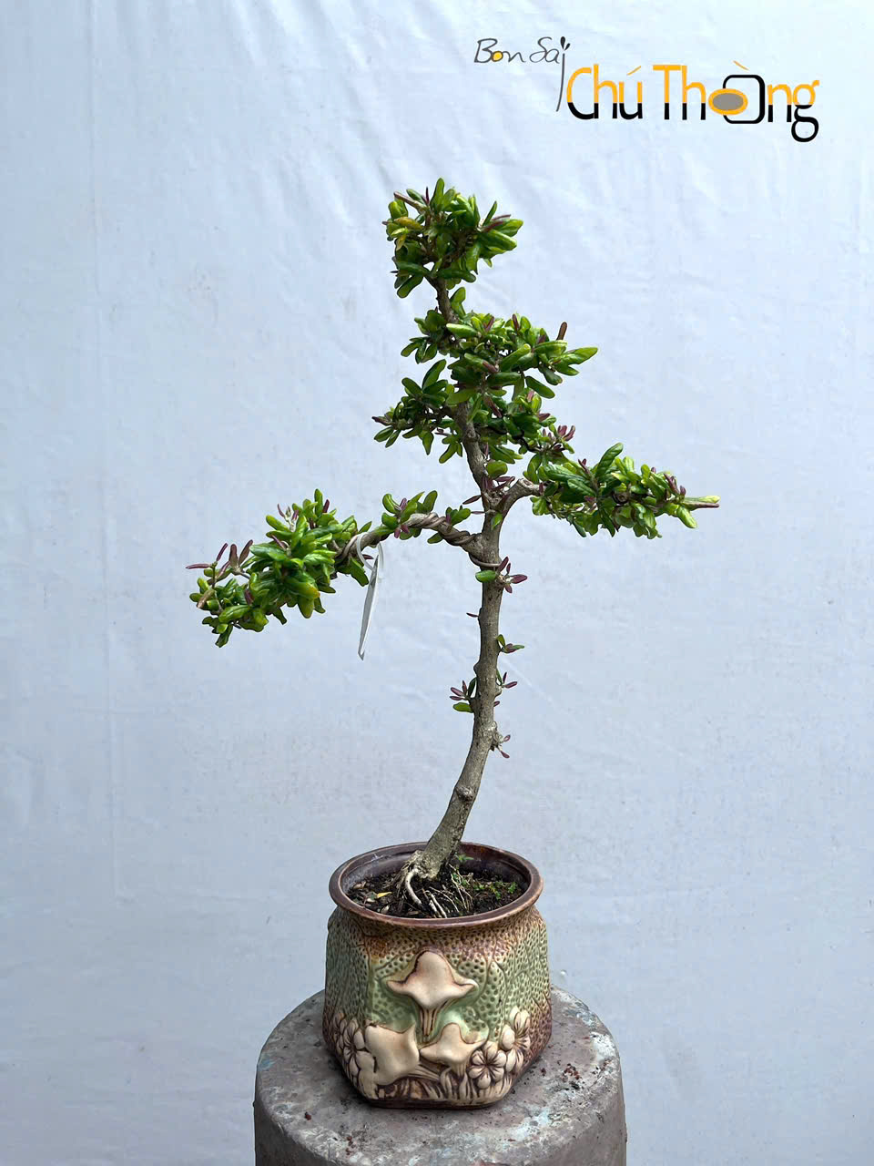 HỘ KINH DOANH BONSAI CHÚ THOÒNG