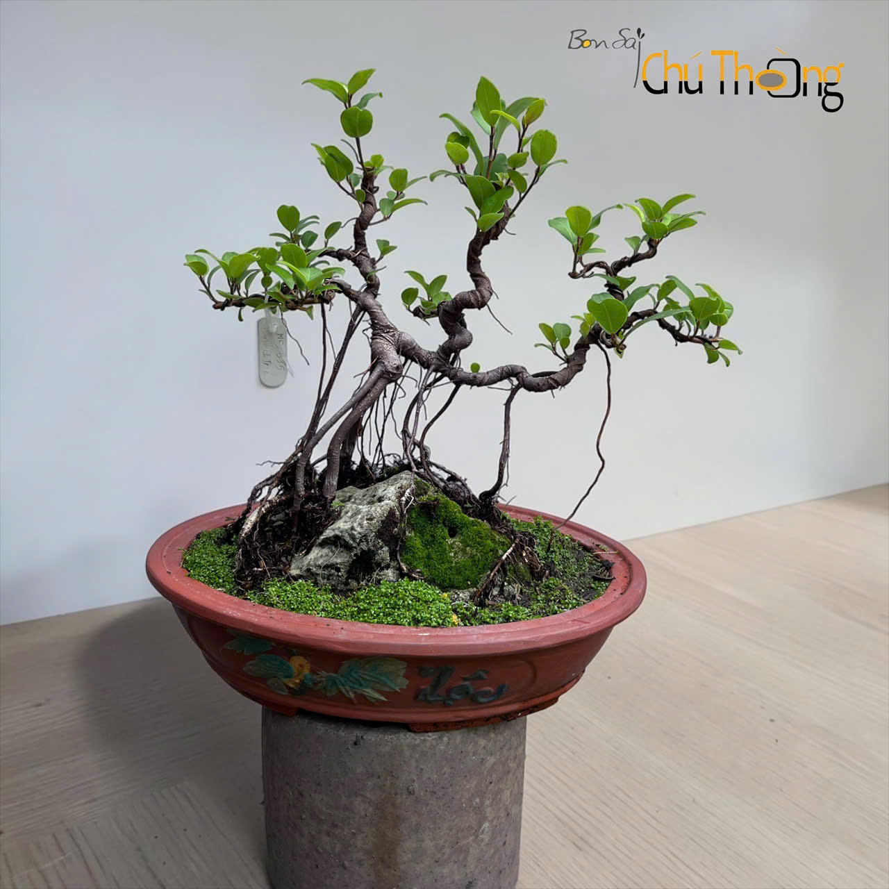 HỘ KINH DOANH BONSAI CHÚ THOÒNG